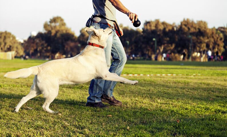 Crean licenciatura para entrenar perros