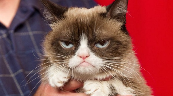 Muere Grumpy Cat, la gata gruñona más famosa de internet