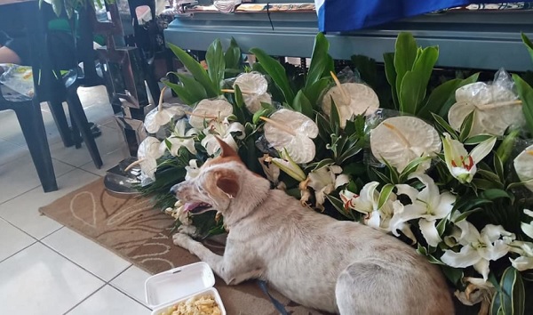 Perrito acude a velorio de su dueño para despedirlo