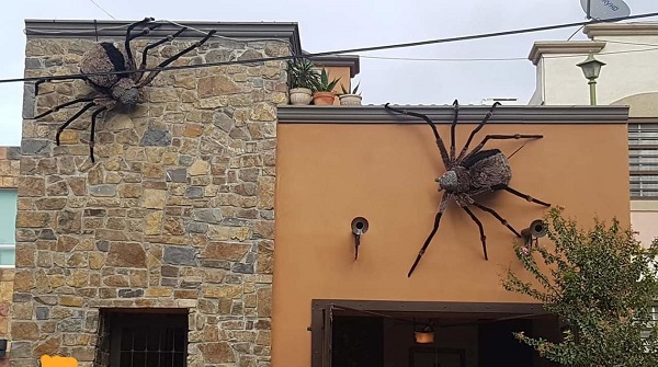 Ladrones devuelven araña gigante y piden disculpas a sus dueños