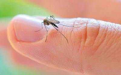 Se triplican casos de dengue en el país