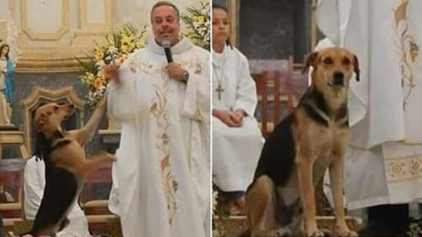 Sacerdote lleva perros callejeros a su misa para que encuentren un hogar