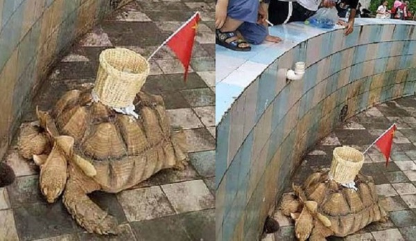 Zoológico chino pega canasta sobre tortuga para recolectar monedas de visitantes