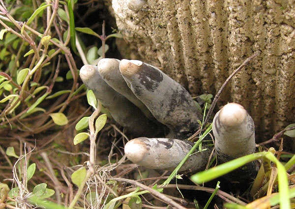 Xylaria polymorpha este hongo el mas espeluznante que existe